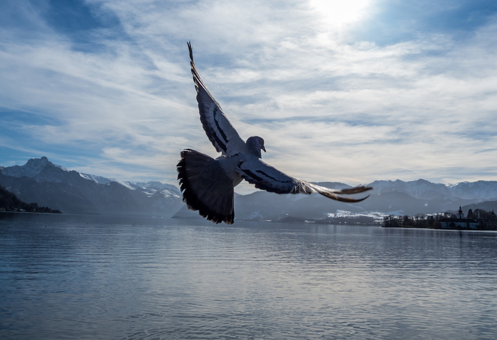 Taube fliegt über den Traunsee in Österreich / Wodicka - wodicka@aon.at Österreich, Gmunden, Traunsee. Taube fliegt über den See. Grenzenlose Freiheit